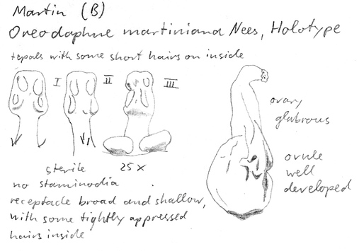 Vorschaubild Oreodaphne martiniana Nees